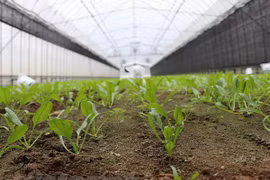 Workshop seeks to develop smart agriculture in Vietnam