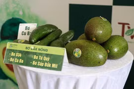 Activities to promote Dak Nong’s specialty avocados