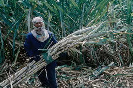 Thailand to cut sugar exports in 2018