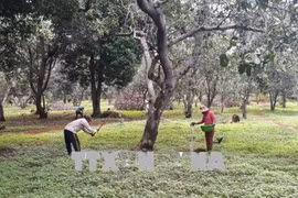 Binh Phuoc warns farmers over uncertified cashew