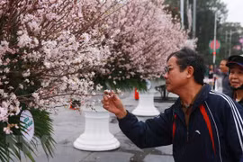 Japanese cherry blossom exhibition to be held in Hai Phong