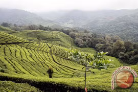 Indonesia's black tea wins international award