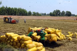 Mekong Delta province to shift rice fields to aquaculture