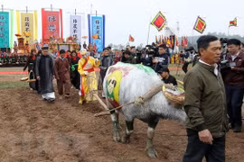 Annual ploughing festival opens in Ha Nam province