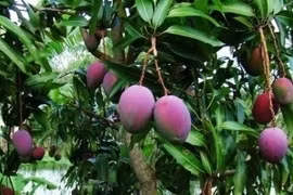Vietnam exports three-coloured mangos to Australia