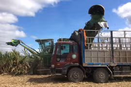 Vietnam to keep sugarcane area at 300,000ha by 2030