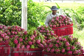Binh Thuan promotes dragon fruits in India