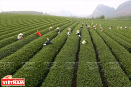 Moc Chau Tea Festival opens