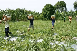 Three agricultural shows to be held in HCM City
