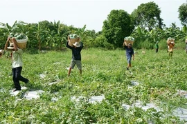 Three agricultural shows to be held in HCM City