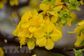 Quang Ninh: flower festival to take place earlier than scheduled