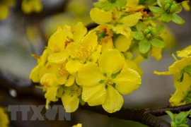 Quang Ninh: flower festival to take place earlier than scheduled