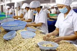 Cashew businesses lack capital to continue operation