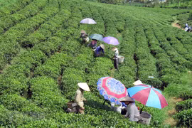 Festival promotes Thai Nguyen’s tea products