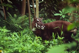 Nearly 7 bln VND for wildlife preservation in central Truong Son Range 