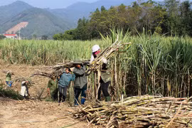 Sugar association looks to Prime Minister for help