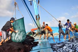 Binh Thuan steps up disseminations to fight IUU fishing