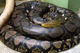 Hau Giang: Rare pythons released back into nature