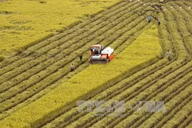 Hau Giang, RoK firms work to promote high-tech agriculture 