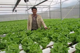 Da Nang to invest in clean vegetables