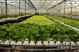 Agricultural restructuring a success