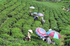 Low quality, lack of brand names remain biggest barriers to tea exports