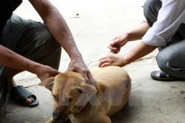 Dog registration still low in Hanoi