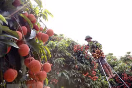 Festival promotes consumption of Thanh Ha litchi