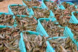 Tra Vinh: seafood exports expected to reach 352 mln USD in 2018