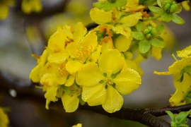 2018 Cherry blossom – Yen Tu yellow ochna flower festival opens