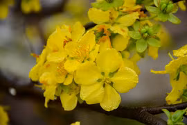 2018 Cherry blossom – Yen Tu yellow ochna flower festival opens