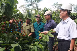Dak Lak to reduce coffee-growing area