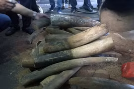 Vietnam’s illegal ivory market is thriving