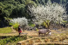 Ha Giang set to greet the world