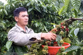 Vietnam seeks to increase value of coffee products