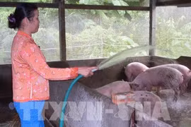 Animal breeding industry eyes 4 percent growth of production value