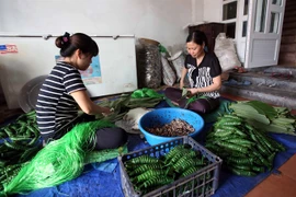 Hung Yen rice cakes enchant with rural flavour