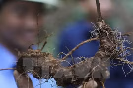 Ngoc Linh ginseng, medical herbs centerpiece of exhibition
