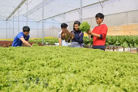 Dutch Day in Lam Dong starts with seminar on sustainable agriculture