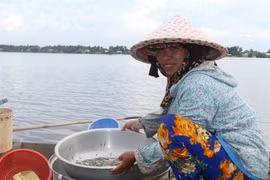 Measures needed to help Mekong Delta farmers cope with floods