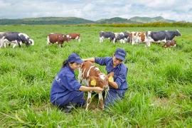 Vinamilk to build four hi-tech dairy farms in Thanh Hoa