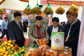 Tangerine variety in Hoa Binh granted collective trademark
