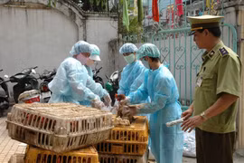 Hai Phong culls 3,000 bird-flu affected poultry 