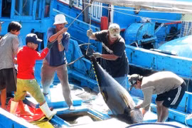 Sharp rise in tuna exports to Israel
