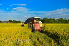 Made-in-Vietnam varieties cover 59 percent of rice fields
