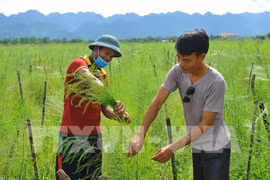 Connectivity helpful for cooperatives to create own strength