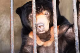 Sun bear rescued in Tay Ninh after 15 years in captivity