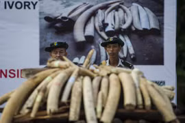 Myanmar destroys 1.3 million USD worth of trafficked wildlife parts