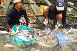 Adaptation measures needed to sustainably develop aquaculture