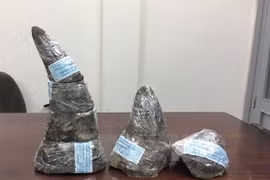 16 organisations call for strict handling of wildlife trafficker